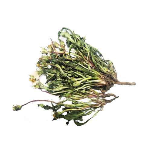 Taraxacum mongolicum HandMazz