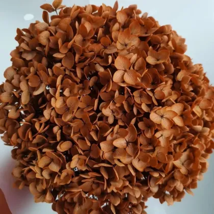 Wholesale Single Purple Hydrangea Preserved for Wedding Decoration