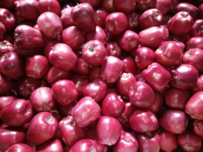 apple fruit apple price  huaniu apple