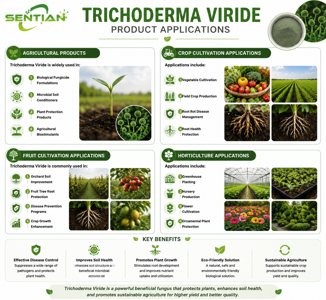 Trichoderma viride（2）