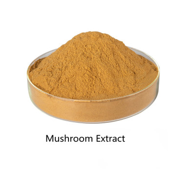 Buy online active ingredients Mushroom Extract powder