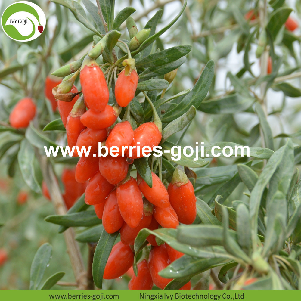 Goji berry