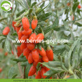 Factory Supply Fruits Anti Age Fresh Goji Berry