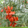 Factory Supply Fruits Anti Age Fresh Goji Berry