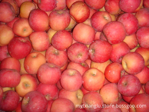 fuji price fresh fuji apples fresh red apple China fuji