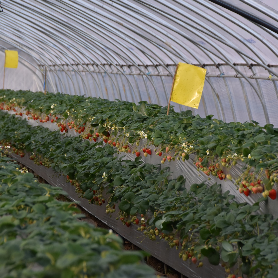 greenhouse_film (30)