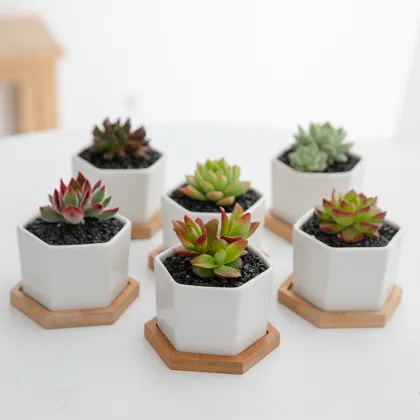 Modern White Ceramic Flower Pot with Bamboo Tray for Succulents