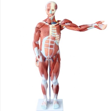 DARHMMY 80CM Медицинская наука Модель Muscle Man с 27 частями