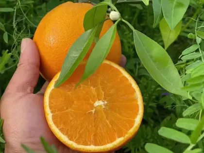 Premium Quality Fresh Mandarin Oranges