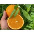 Premium Quality Fresh Mandarin Oranges