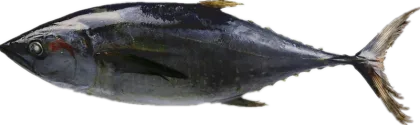 Sea Frozen Tuna Whole Sale