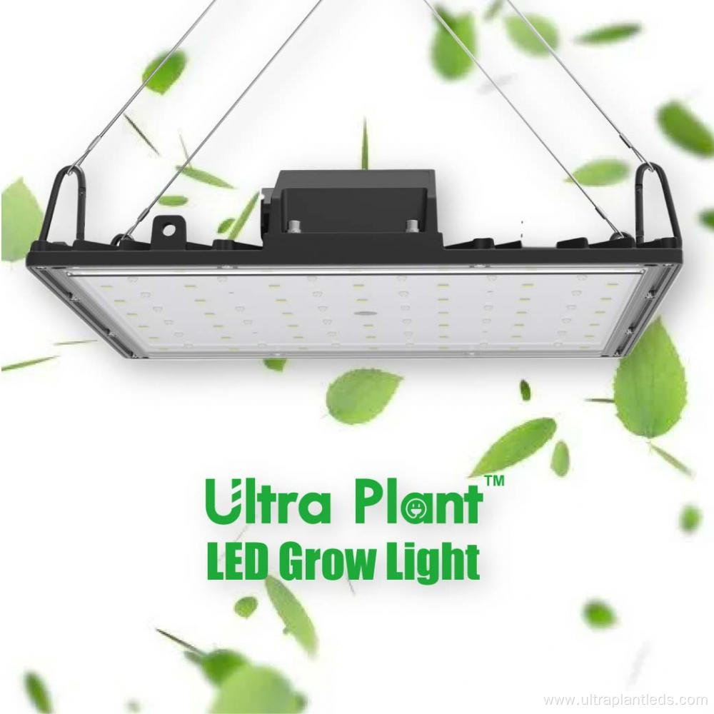 600W Full Spectrum Commercial Grow Light