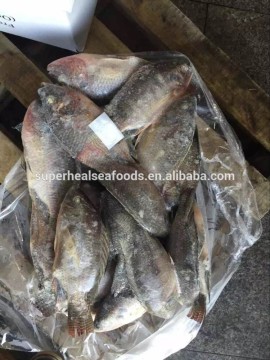 Chinese frozen Tilapia Fish whole round