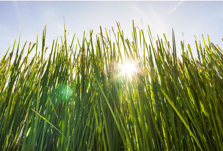 Aceite de vetiver puro Essnetial precio al por mayor