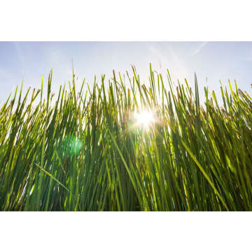 Aceite de vetiver puro Essnetial precio al por mayor