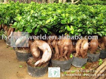 Ficus microcarpa indoor bonsai tree