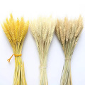 Dried Wheat Ear Bunches Flower Bouquets Natural Raw Color Dried Ears of Wheat Bouquets DIY Wedding Party Home Decoration