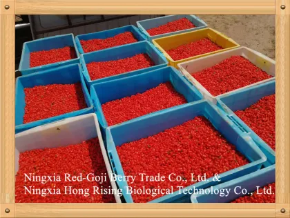 Sun Dired Goji Berry and Wolfberry exported