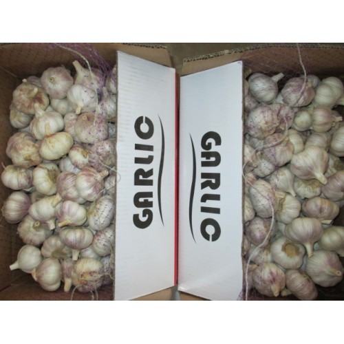 Buy Fresh White Garlic 2020