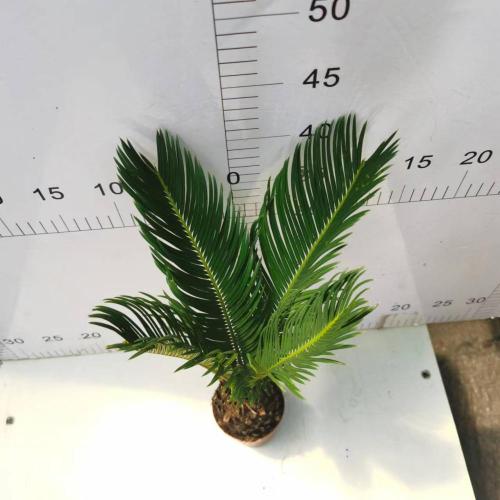 Cycas revoluta 90#A CLASS