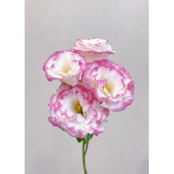 Lisianthus সরাসরি ফার্ম থেকে পিঙ্ক এজ সহ পাইকারি