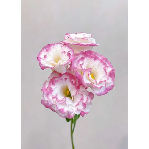 Lisianthus সরাসরি ফার্ম থেকে পিঙ্ক এজ সহ পাইকারি