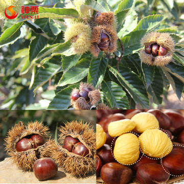 Chinese chestnuts for sale---Best Fresh Chestnut in the world