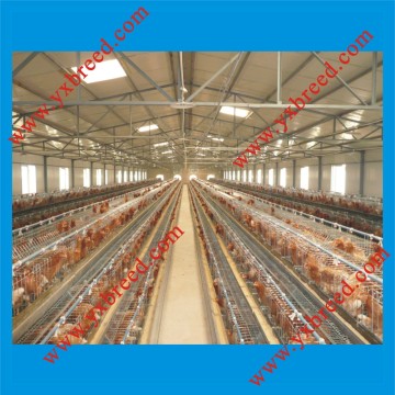 Automatic Chicken Farm Products
