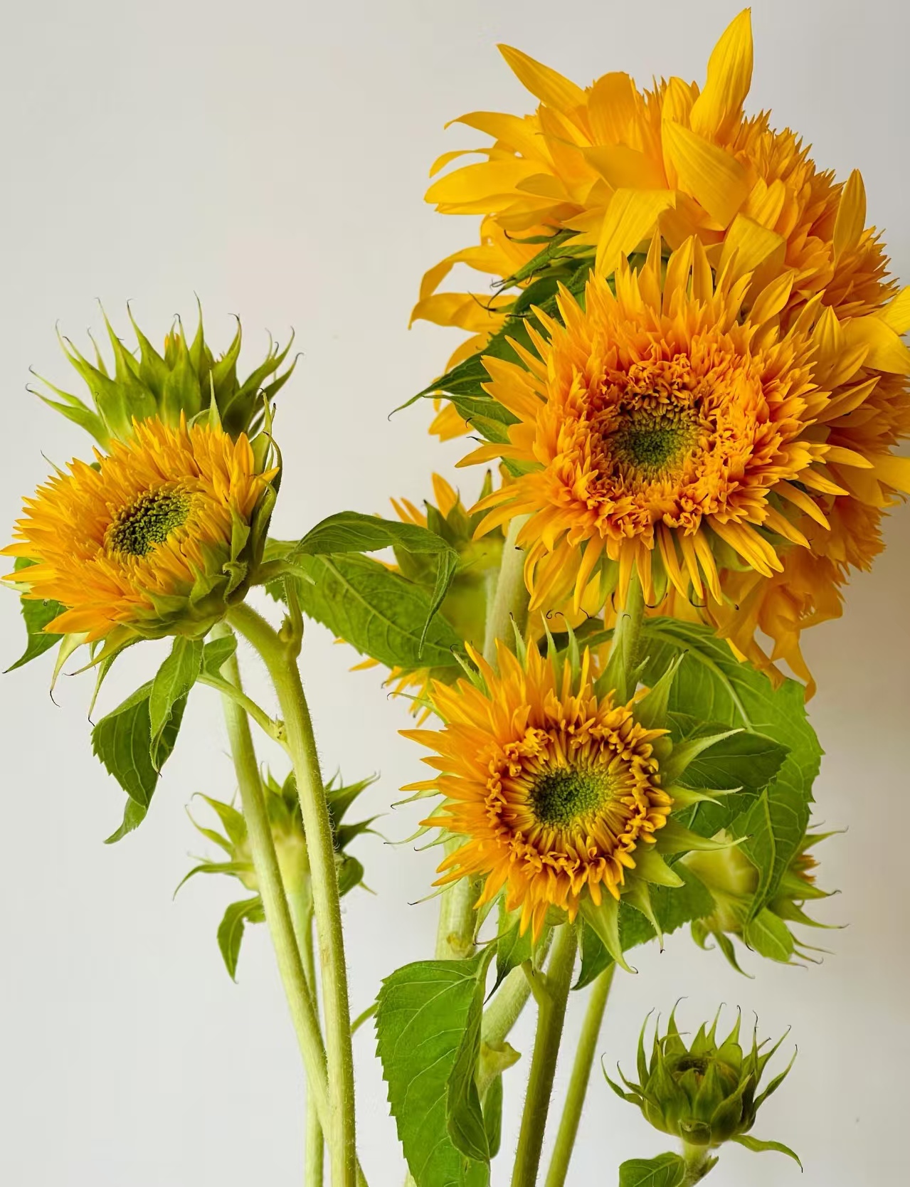 Teddy Bear Sunflower