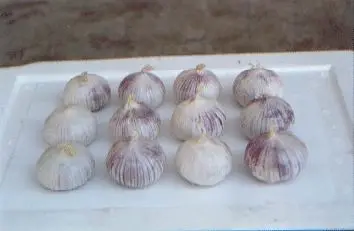 Single clove garlic
