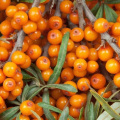 10% липид в крови, снижая порошок экстракта флавона Seabuckthorn Flavone