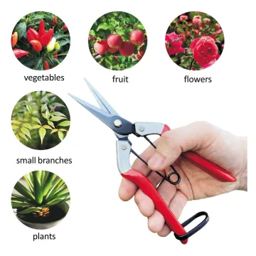 Professional Gardening Shears and Pruners: Long, Straight, Needle Nose Floral Secateurs for Horticultural Tasks