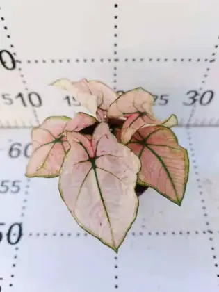 caladium hongmei with good price