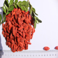 Natural Low Price Free Sample Dried Goji Berry