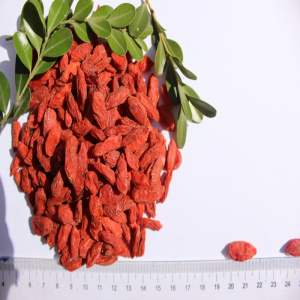 Naturalna niska cena Darmowe próbki wolfberry