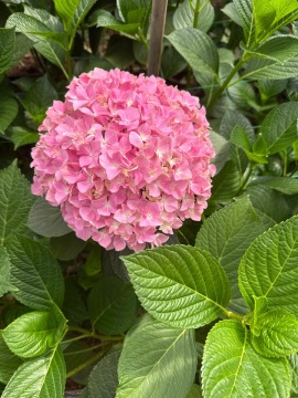 Fresh Cut Flowers Light Pink Hydrangea High Quality