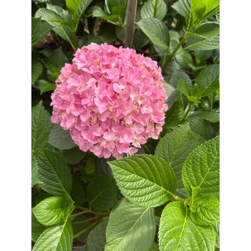 টাটকা কাট ফুল হালকা গোলাপী হাইড্রেঞ্জা উচ্চ মানের