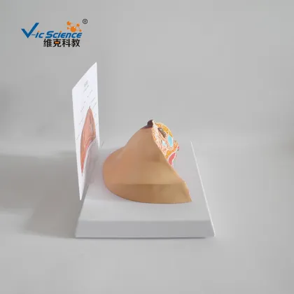 Pathological anatomy model of breast