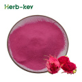 Organic Dragon Fruit Powder Red Dragon Fruit Powder