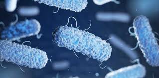 lactobacillus helveticus2