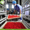 Fabriekslevering Super Food Dried Go Ji