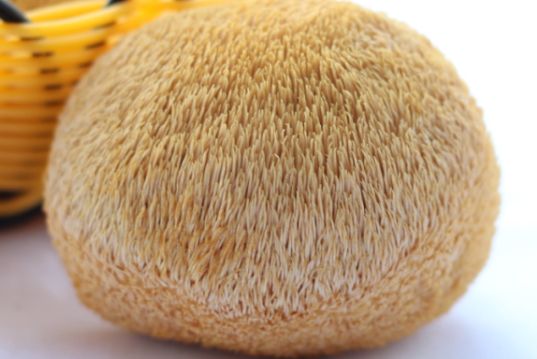 Lion`s Mane Lion`s Mane