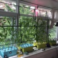 Sistema hidropônico doméstico para cultivar morango