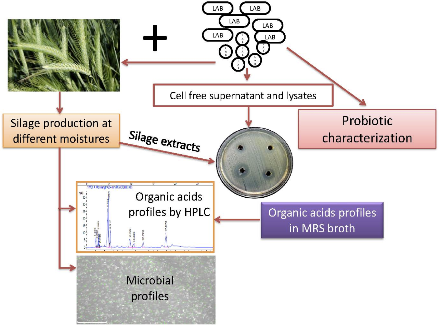 High Activity Silage Enzyme