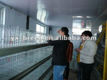 breeding broiler chicken cage factory