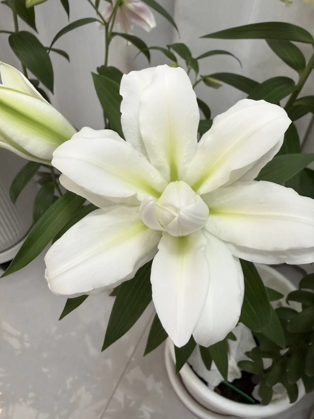 Arosa Double Oriental Lily2