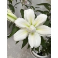 অরোসা ডাবল ওরিয়েন্টাল লিলি