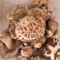 Jingshan Jin Basswood Mushrooms
