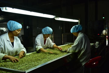Top Quality Best Price Pumpkin Seeds Kernel