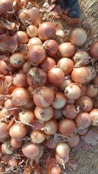 Long Storage Yellow Onion